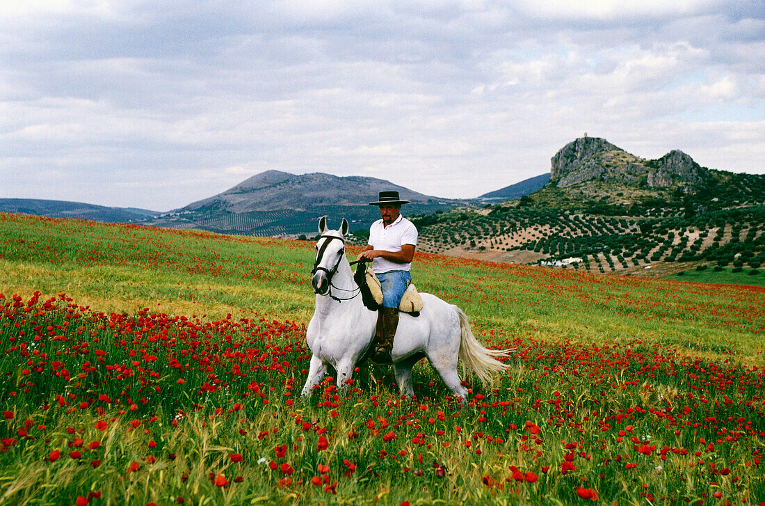Horse rider in a poppy field near Puerto Lopez,Province Granada,Andalusia,Spain