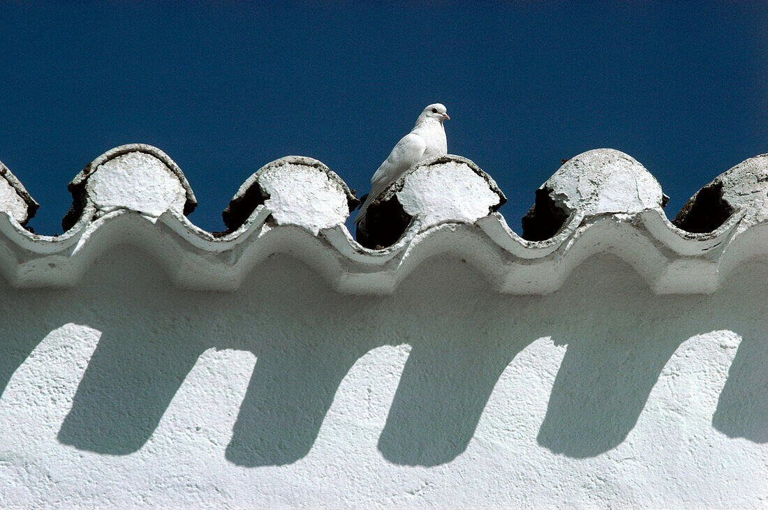 Dove,El Jardin,white village,Province Almeria,Andalusia,Spain