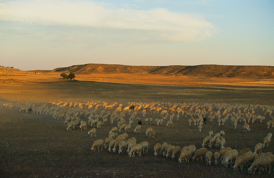 Flock of sheep,near Candasnos,near Fraga,Ebro-Tal,Province Huesca,Aragon,Spain