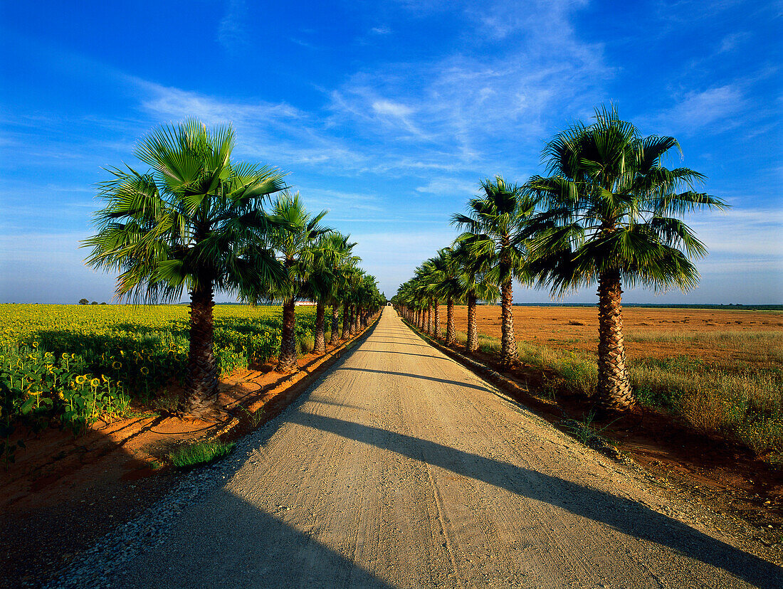 Palmen-Allee,bei Aznalcazar,Provinz Sevilla,Andalusien,Spanien