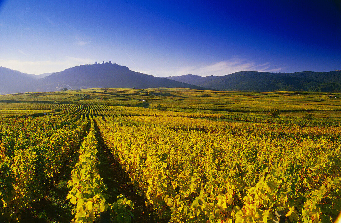 Blick über die Weinberge zu den "Drei Exen" bei Husseren-les-Chateaux,Elsass,Frankreich