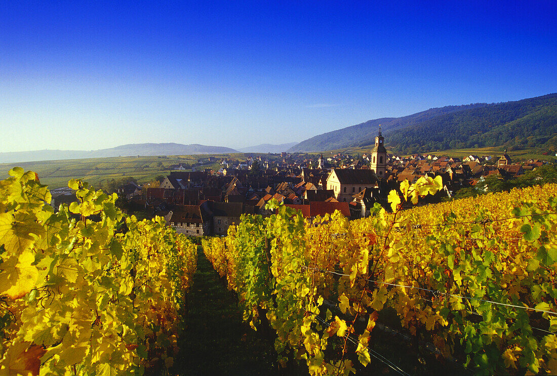 Blick aus den Weinbergen auf Riquewihr,Elsass,Frankreich