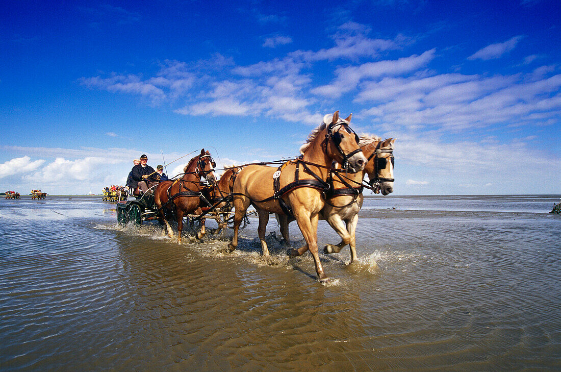 Horse-Drawn Carriage Ride to Island Neuwerk, National Park Hamburgisches Wattenmeer, Germany