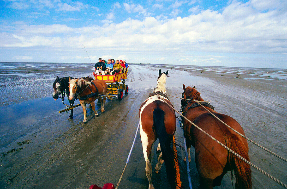 Kutschfahrt zur Insel Neuwerk, Nationalpark Hamburgisches Wattenmeer, Deutschland