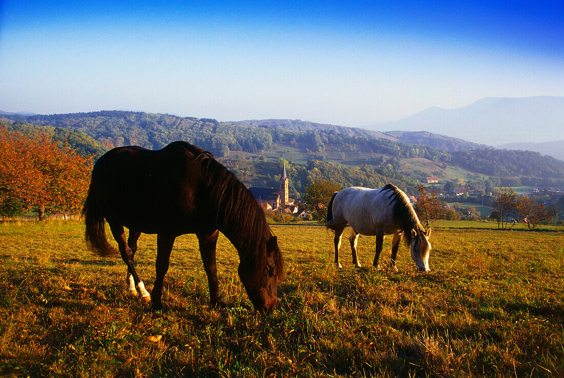 Horse Paddock near Breitenbach,Vosges,Elsass,France