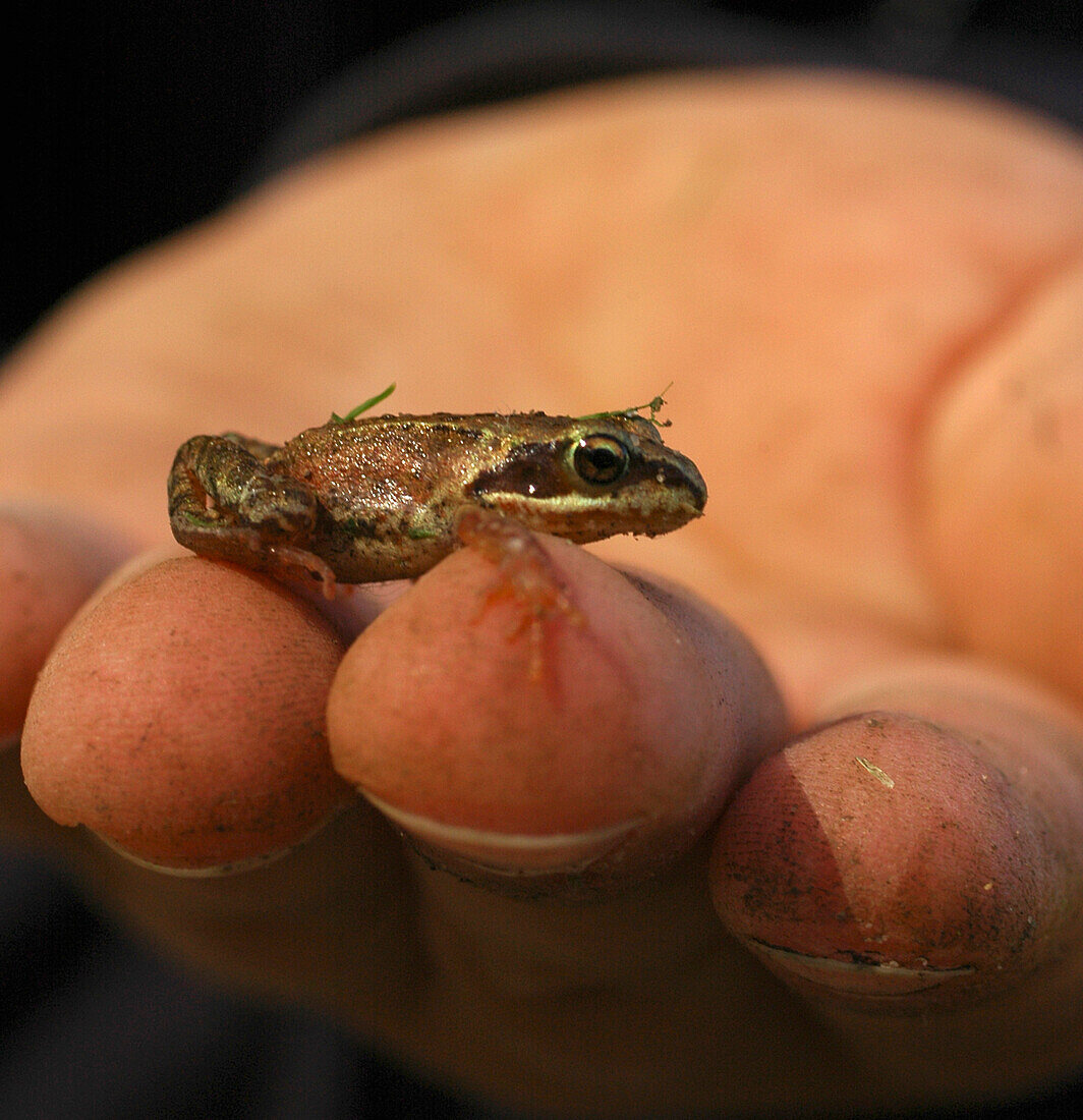sehr kleiner Frosch auf Kinderhand, Lahemaa, Estland