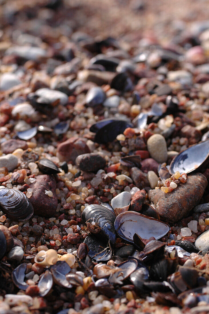 kleine Muscheln am Strand, Kopu Halbinsel, Hiiumaa, Estland