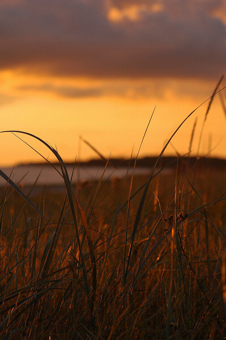 gras at the beach at Roosta Camping, Läänemaa, Western Estonia, Estonia