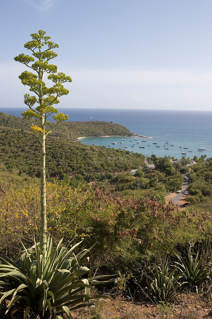 Agave und Antigua Küste, Blick von Shirley Heights, Antigua
