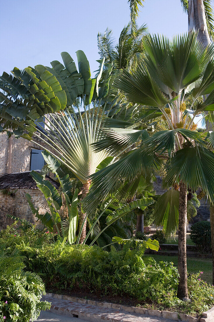Banana Tree and Coconut Tree, Nelson's Dockyard, English Harbour, Antigua