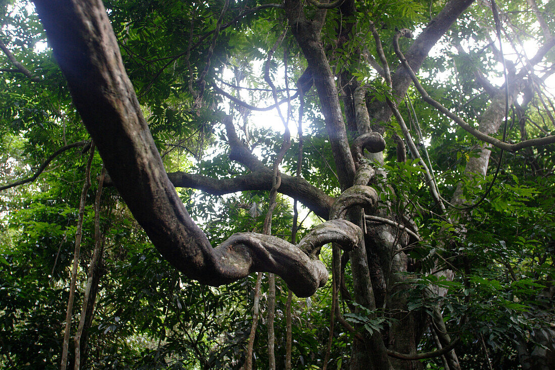 Barron Gorge National Park, Cairns Hochland, Tropischer Regenwald, Kuranda, bei Cairns, Queensland, Australia