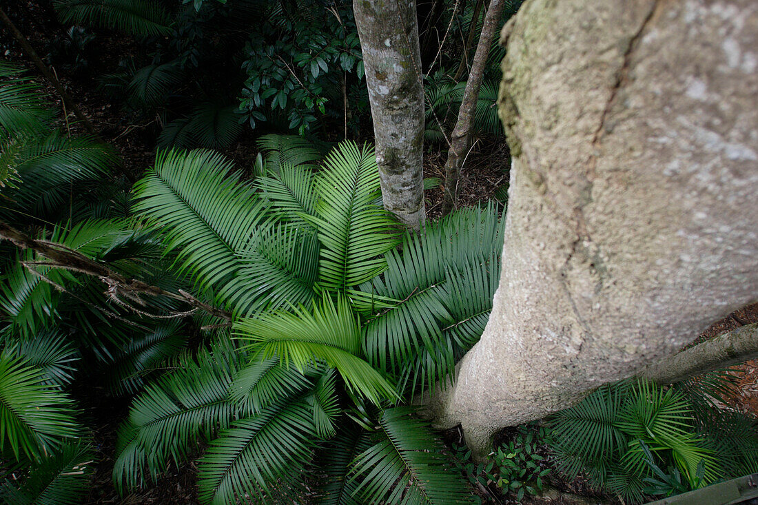 Baumstämme und Pflanzen im Regenwald, Barron Gorge Nationalpark, Cairns Hochland, Kuranda, Queensland, Australien