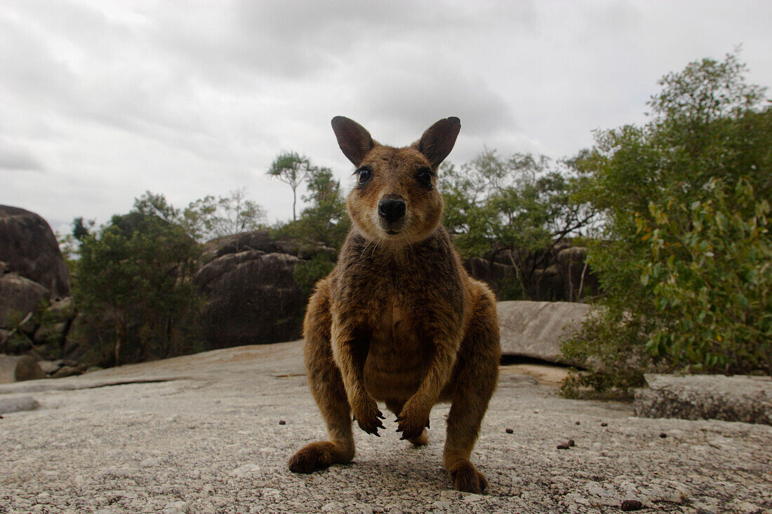 Wallaby, Felskänguru, Känguru, Granite Gorge Walking Tracks, Atherton Tablelands, bei Cairns, Queensland, Australia