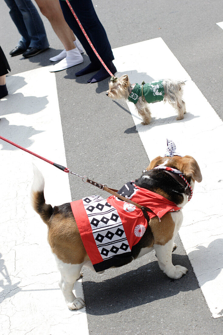 Dogs on pesdestrian crossing, Tokyo, Japan