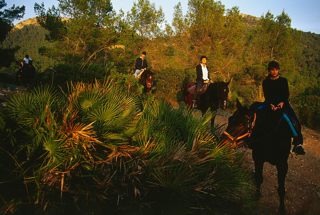 Touristen beim Reiten, Ranxo Reitausflüge, bei Port d'Alcudia, Mallorca, Spanien