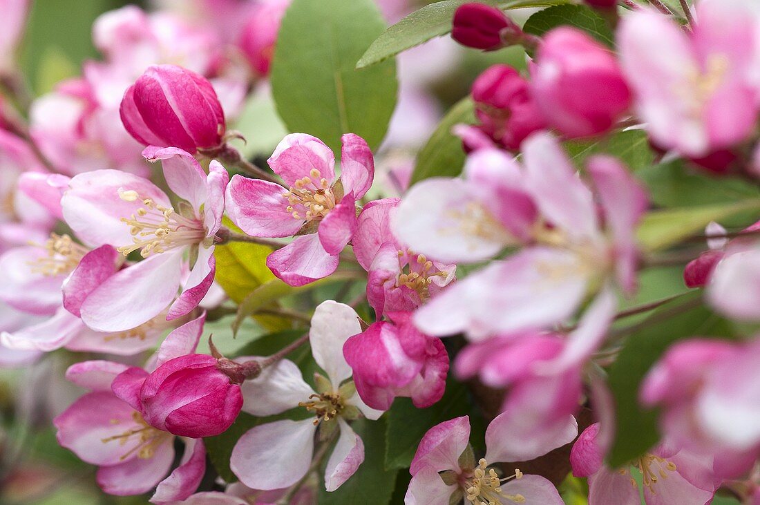 Blooming wild apple tree (Malus floribunda)