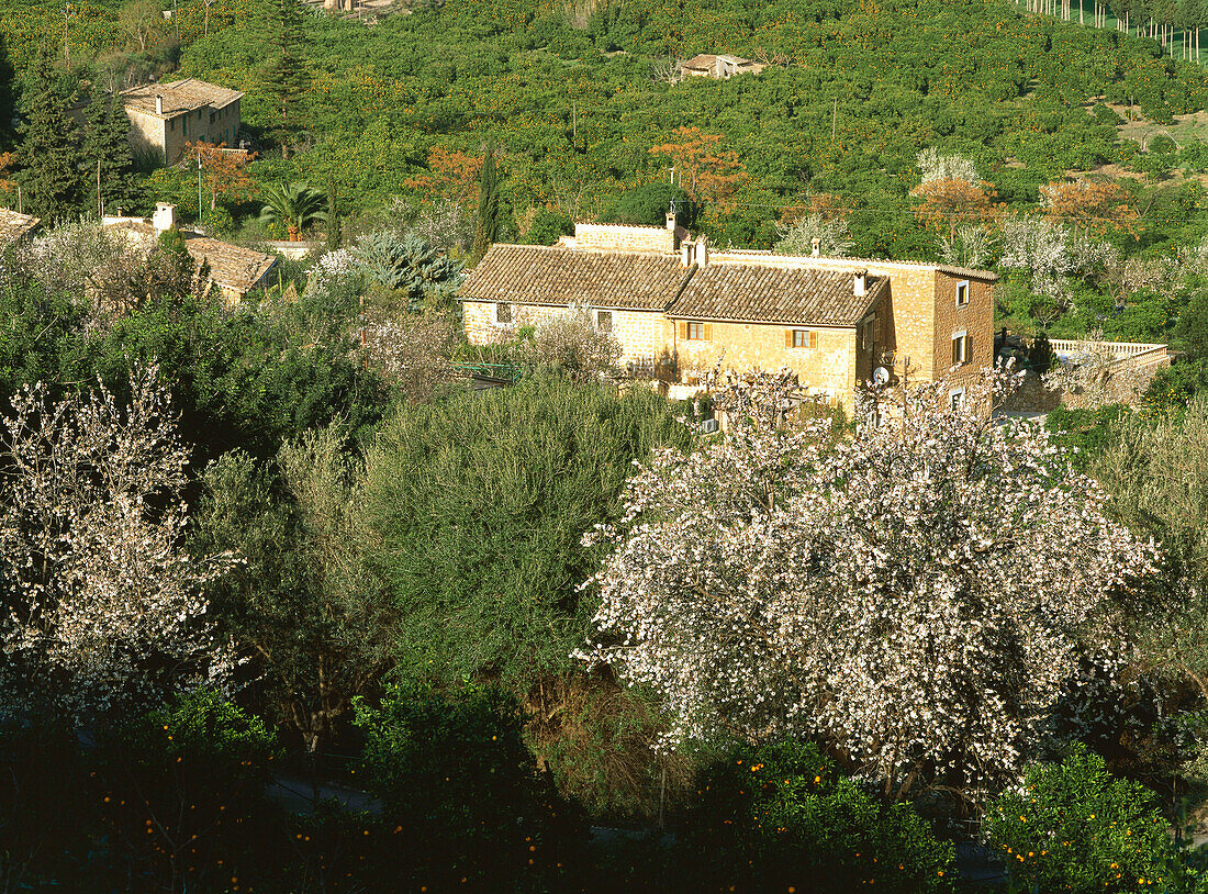Country house with almond trees and blossom, near Soller, Mallorca, Spain