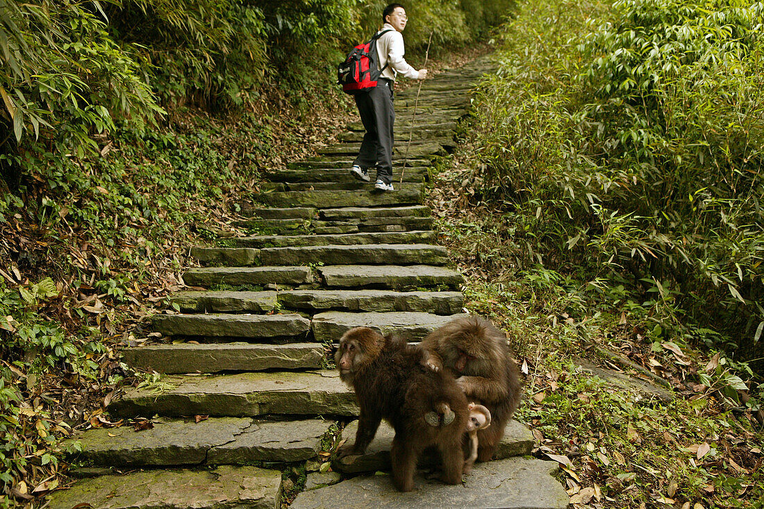 Pilgrim and monkeys on a pilgrimage route, Emei Shan, Sichuan province, China, Asia