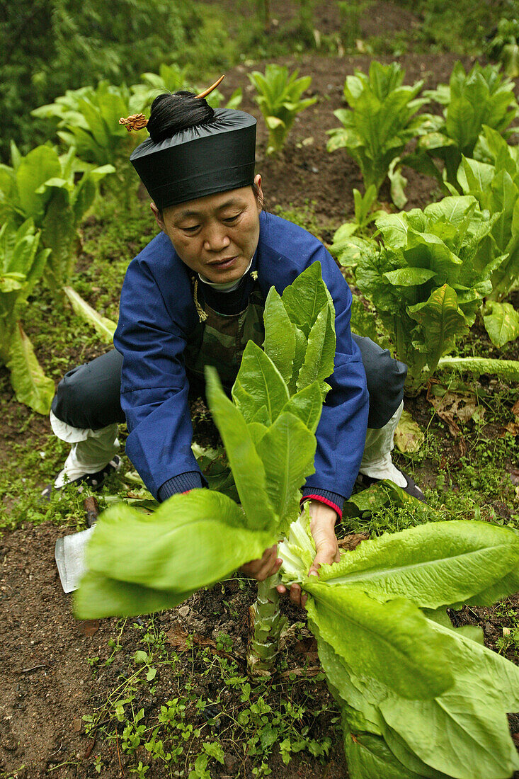 Eine Nonne arbeitet im Gemüsegarten, Nonnenkloster Huanting, Heng Shan Süd, Provinz Hunan, China, Asien