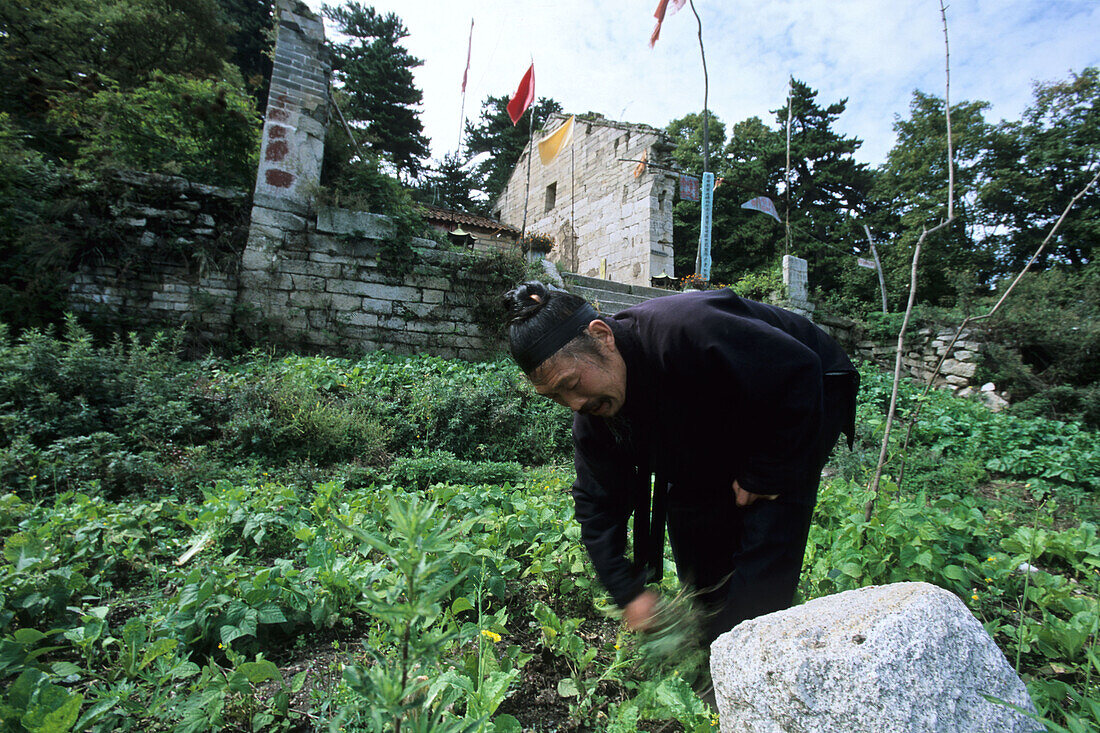 Mönch, Hua Shan,Mönch in Gemüsegarten, Unkraut rupfen, Südgipfel, Daoist Mönch, Daoist Berg, Huashan, Provinz Shaanxi, China, Asien