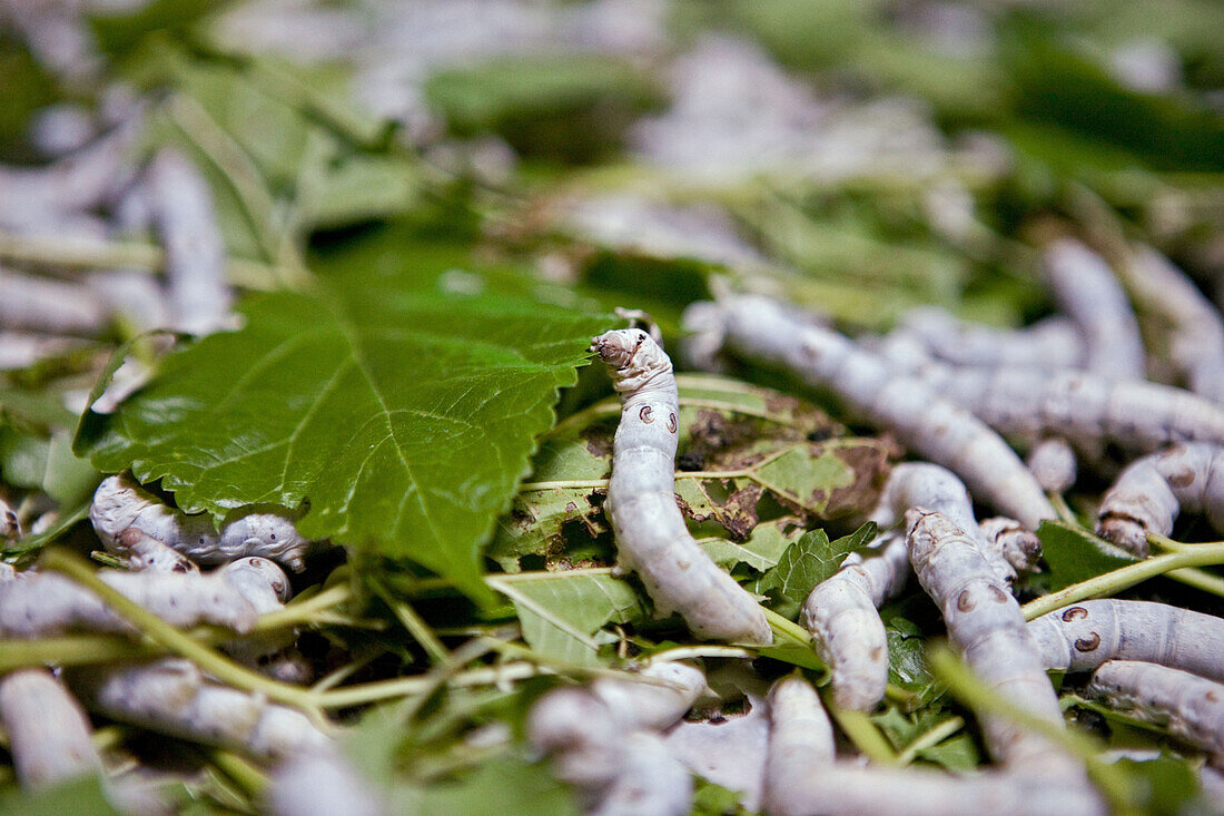Silkworms eating green leaves, Nanping, Huang Shan, China, Asia
