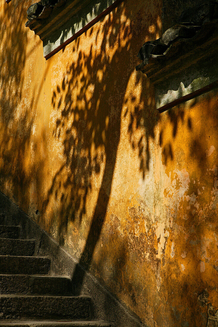 Schatten eines Baumes auf der gelben Mauer des Fayu Kloster, Klosterinsel Putuo Shan, Provinz Zhejiang, China, Asien