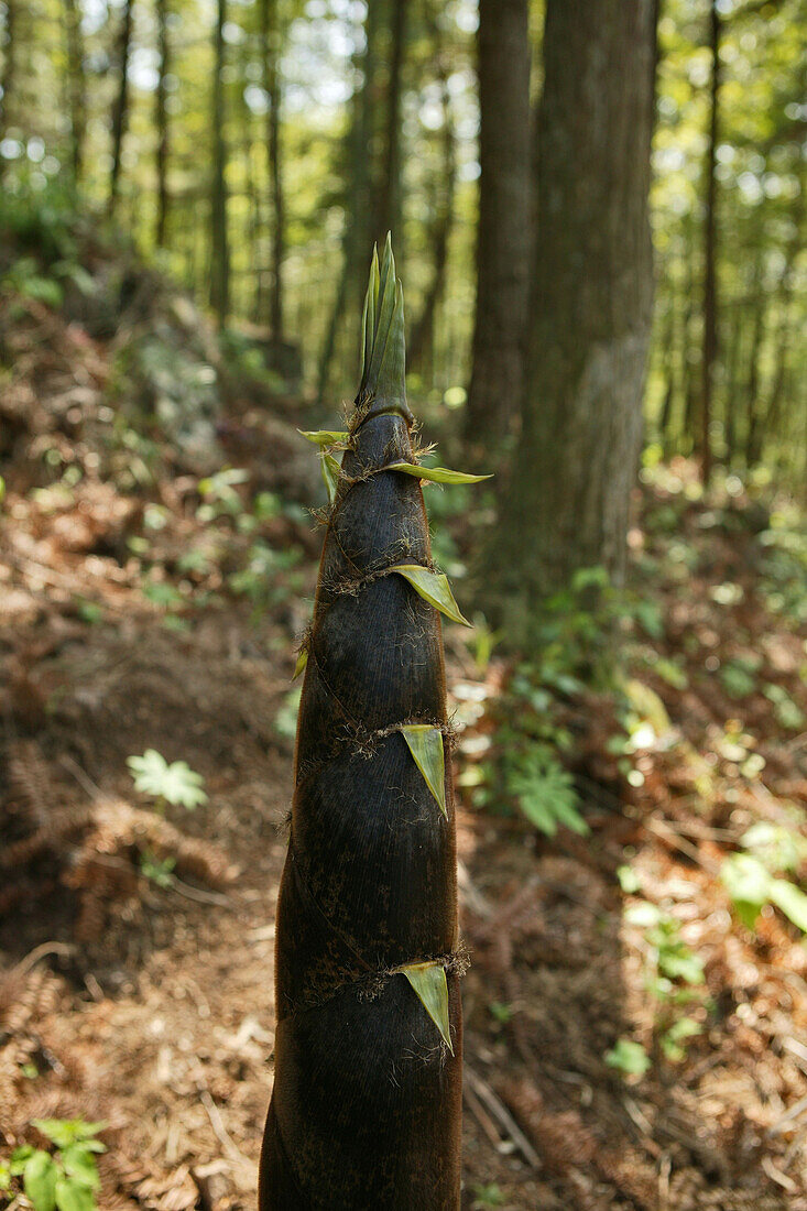 Bambus, Trieb, Bambussprosse im Bambuswald, China, Asien