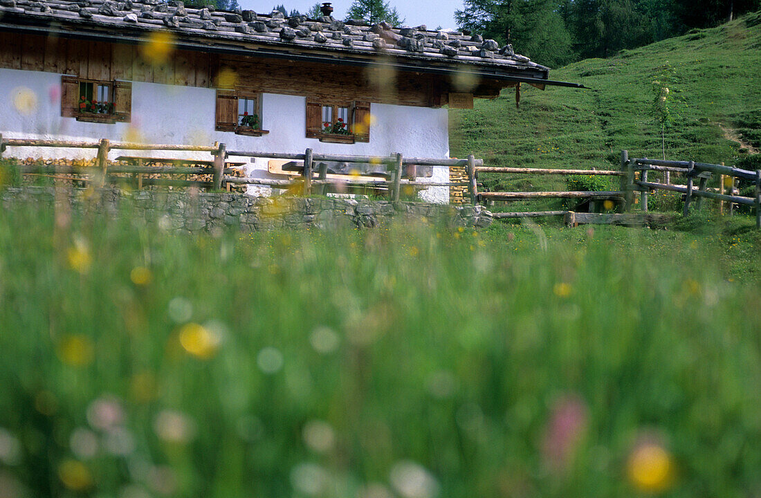 Oberauerbrunstalm, Blick durch eine Blumenwiese auf das traditionelle Almgebäude mit Schindeldach, Chiemgauer Alpen, Oberbayern, Bayern, Deutschland