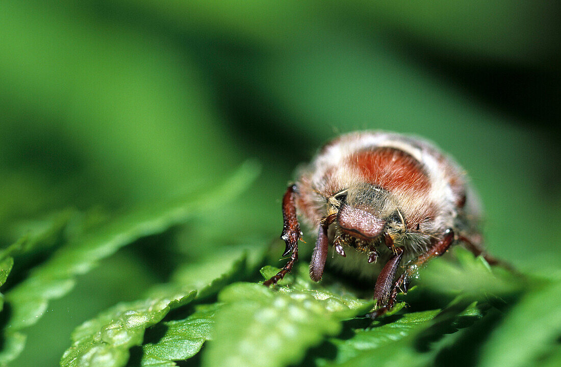 Cockchafer, may beetle on a fern, Spring, Nature