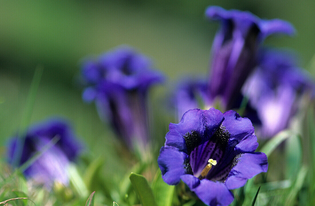 Close-up of gentian flowers