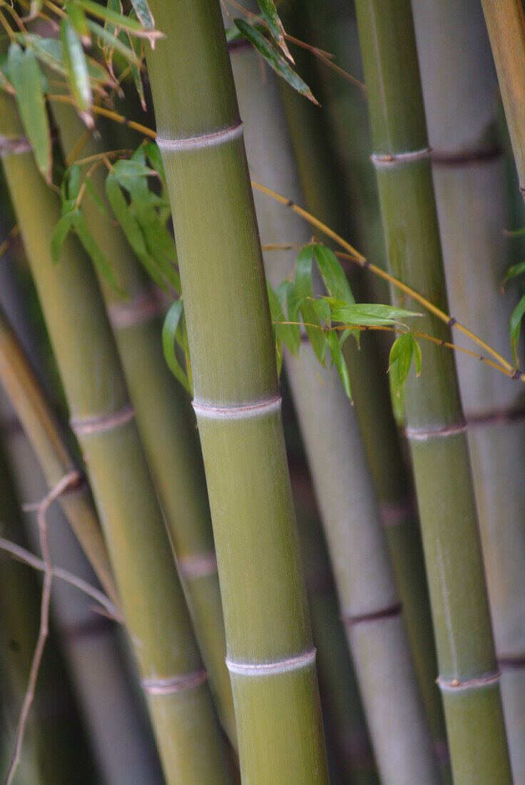 Close up of bamboo, Kiso Valley, Japan