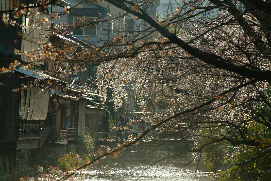 Kirschblüten in Kyoto, Japan