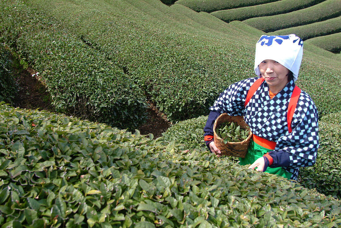 Woman picking tea leaves, Uji, Kyoto district, Japan