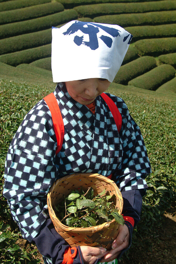 Japanese woman with a basket of tea leaves, Uji, Kyoto district, Japan