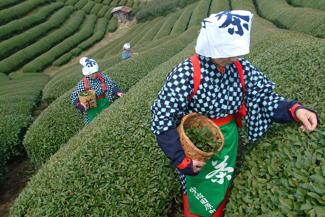 Frauen beim Teepflücken, Uji, Präfektur Kyoto, Japan