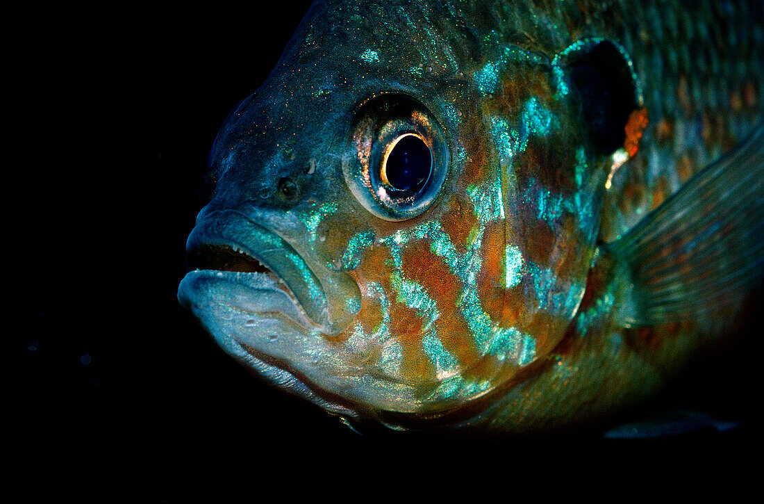 Sonnenbarsch, Lepomis gibbosus, Nordamerika, Amerika, USA, Florida