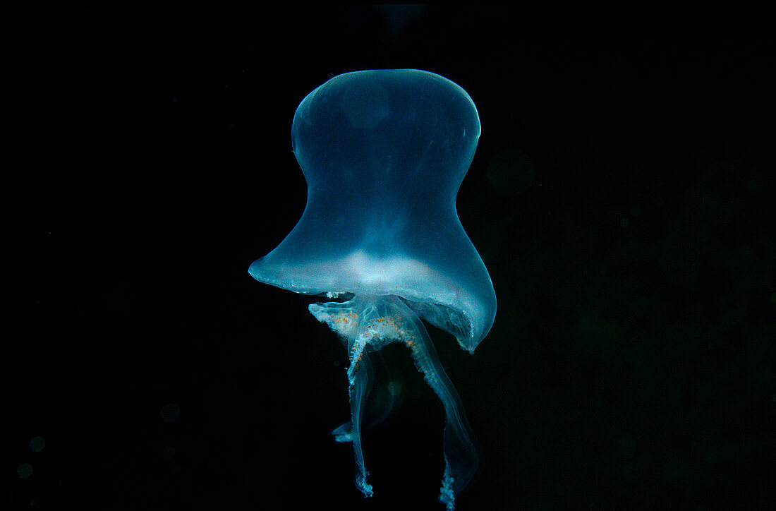 Moon Jellyfish, Aurelia aurita, Norway, Atlantic ocean, north atlantic ocean