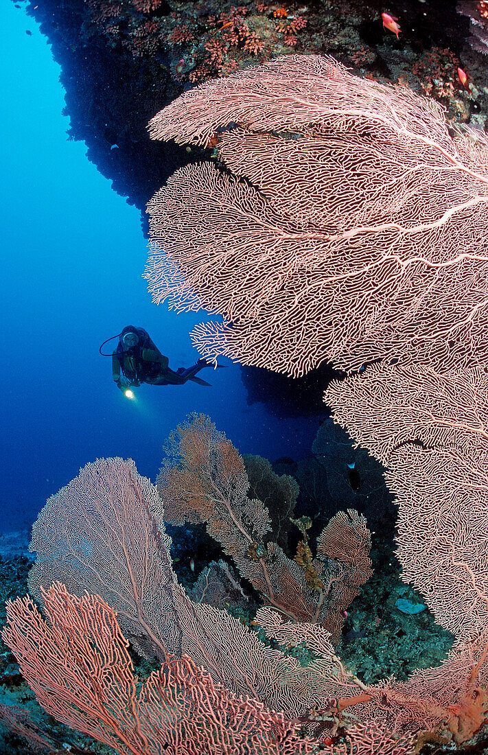Scuba diver and Coral reef, Maldives Islands, Indian ocean, Ari Atol, Atoll