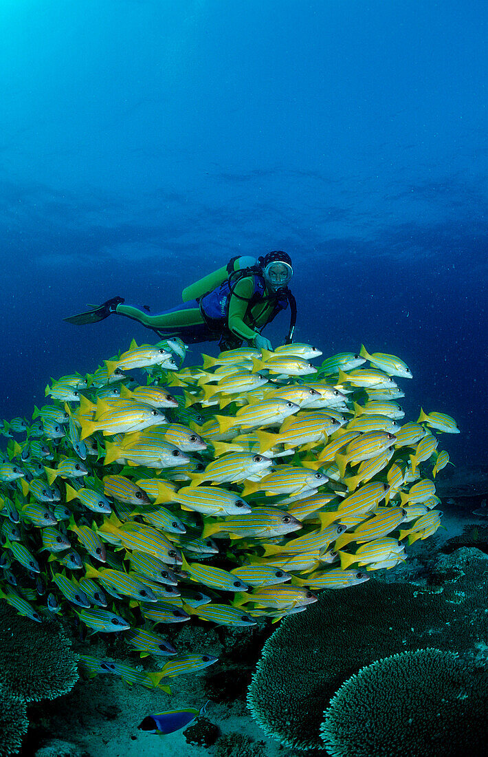 Schooling fivelined snapper and scuba diver, Lutjanus quinquelineatus, Maldives Islands, Indian ocean, Ari Atol, Atoll