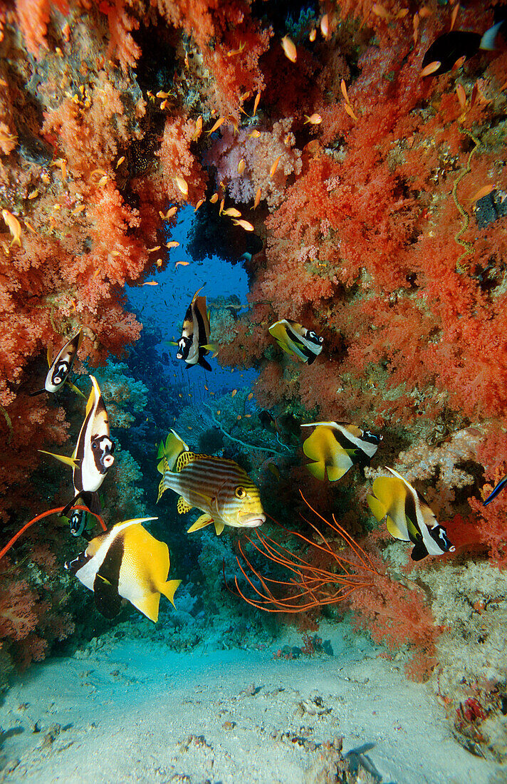 Masked bannerfish, Heniochus monoceros, Maldives Islands, Indian ocean, Ari Atol, Atoll