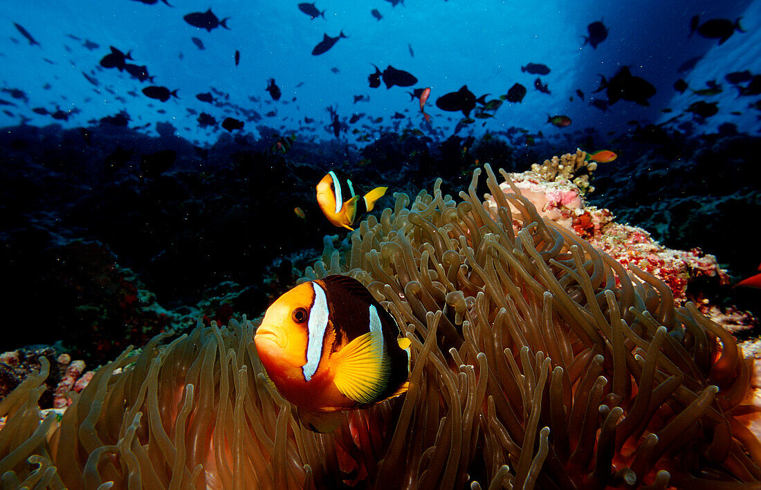 Clark´s anemonefish, Amphiprion clarkii, Maldives Islands, Indian ocean, Ari Atol, Atoll