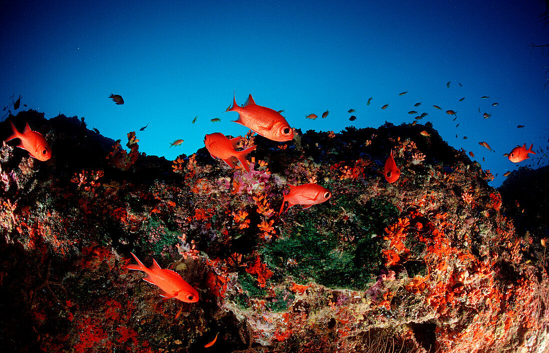 Weißsaum-Soldatenfische, Myripristis murdjan, Malediven, Indischer Ozean, Ari Atoll