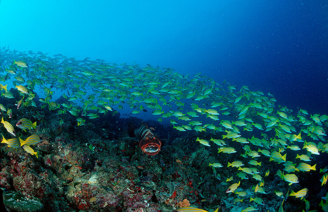  Saddleback coral trout, Fivelined snapper, Plectropomus laevis, Lutjanus quinquelineatus, Maldives Islands, Indian ocean, Ari Atol, Atoll