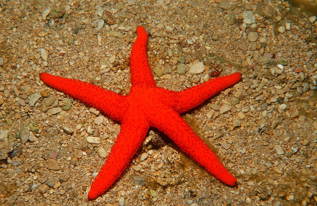 common starfish, Echinaster sepositus, Greece, Mediterranean Sea