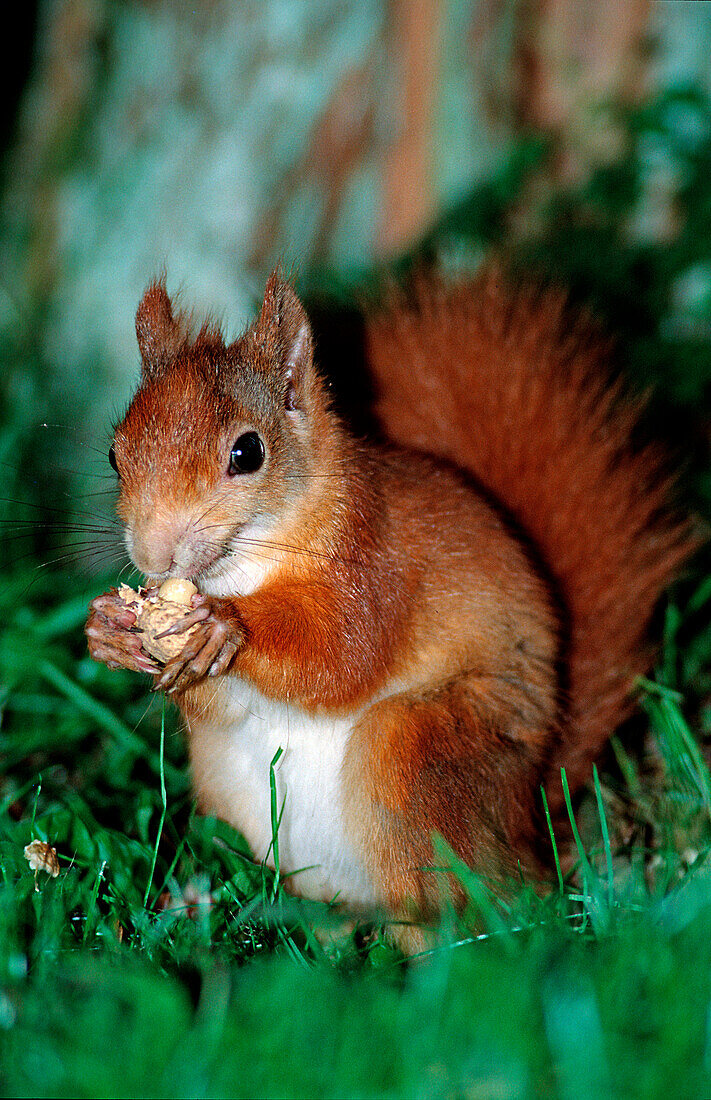 Eichhörnchen, Eichhoernchen frisst Nuss, Sciurus vulgaris, Deutschland, Bayern