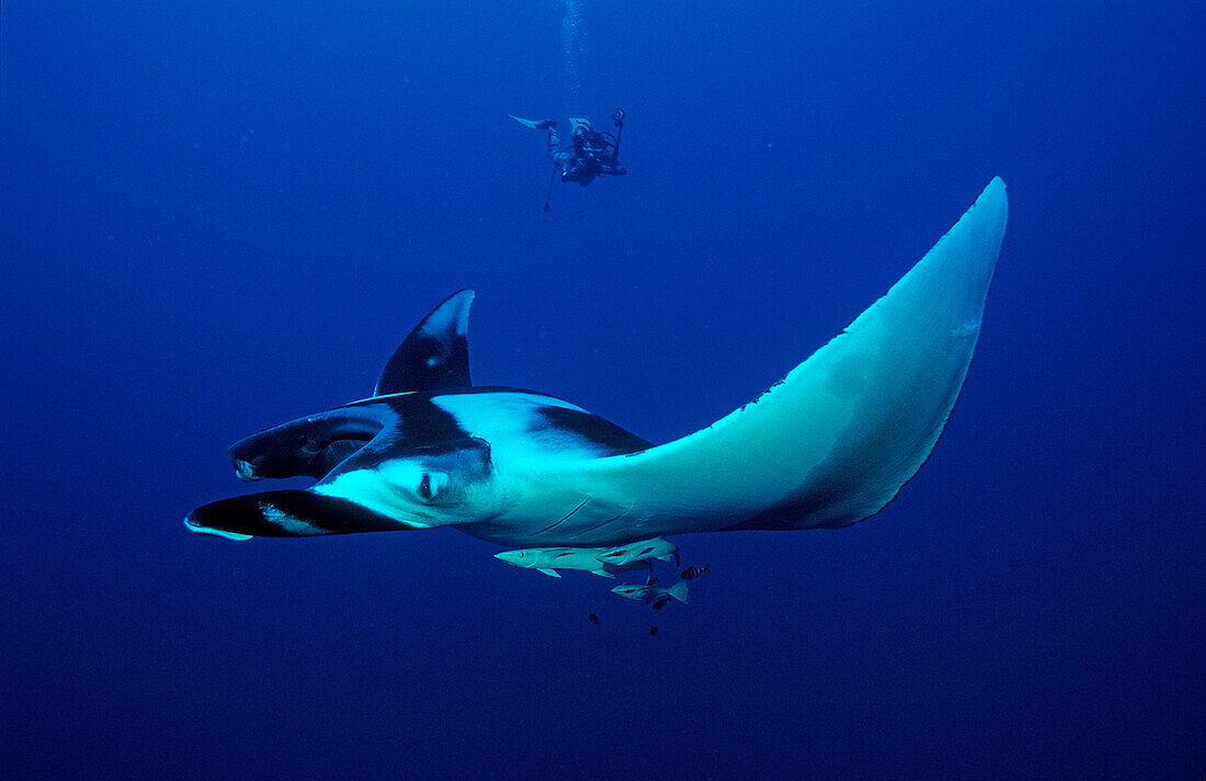 Manta ray and scuba diver, Manta birostris, Egypt, Red Sea, Brother Islands
