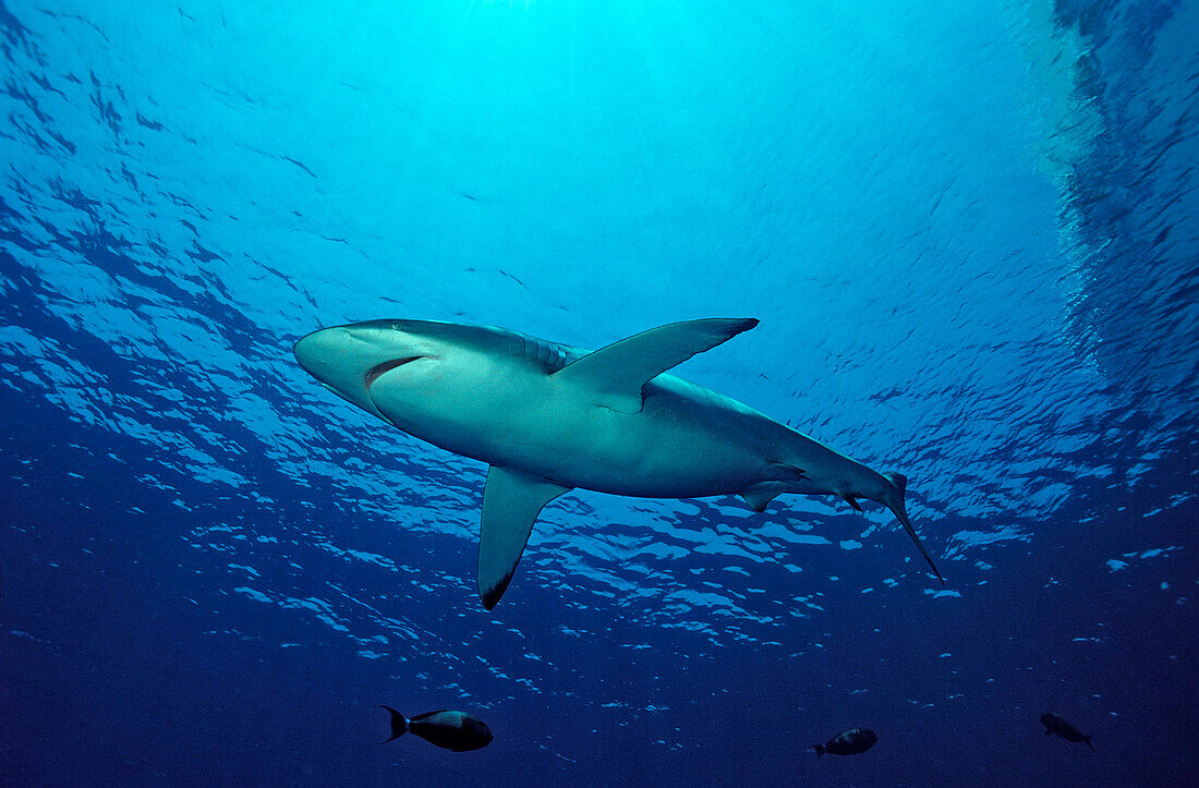 Silky shark, Carcharhinus falciformis, Egypt, Red Sea, Brother Islands