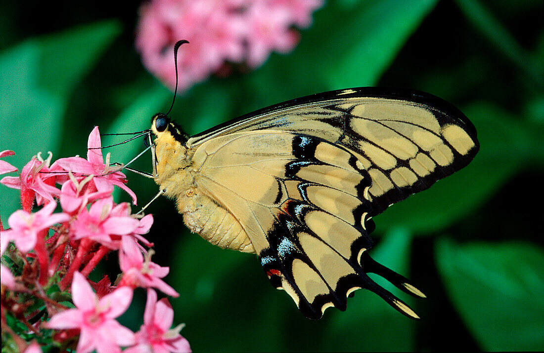 Königspagen, Schwalbenschwanz, Papilio thoas, Costa Rica, Südamerika, La Paz Waterfall Gardens, Peace Lodge