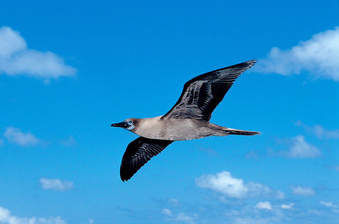 Blaufusstoelpel, Sula nebouxii, Ecuador, Südamerika, Suedamerica, Galápagos, Galapagos, Island