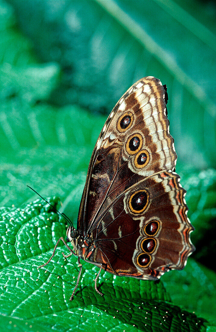 Tropical Morpho Peleides butterfly, Morpho beleides, Costa Rica, South america, La Paz Waterfall Gardens, Peace Lodge